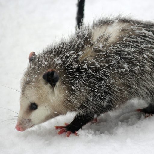 The Possum File